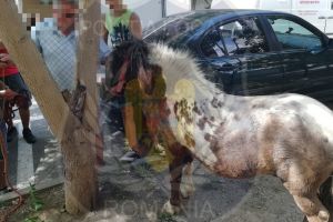 Veşti bune pentru poneiul rătăcit! A ajuns acasă la stăpânul său