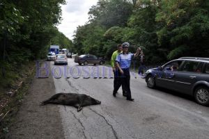 Un botoşănean a lovit cu maşina doi porci mistreţi. Unul dintre animale avea pestă porcină africană