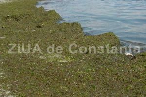 Algele si deseurile de pe plaje, adunate de Iridex Group Salubrizare (document)