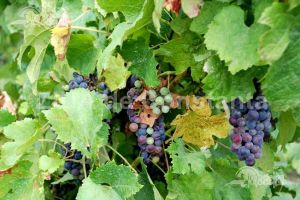 Un nou contract intre Valdo Invest SRL si Statiunea de Cercetare Dezvoltare Viti  -Vinicola Murfatlar (document)