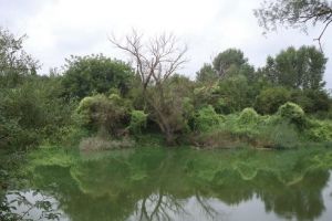 Activităţi de pescuit pe “braţul mort” reglementate la Luduş