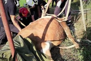 Pompierii au scos dintr-un canal o vacă de 350 de kilograme
