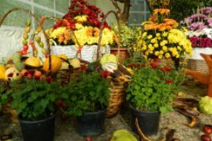 Intrare gratuita pentru toate persoanele la Expo-Flora 2019
