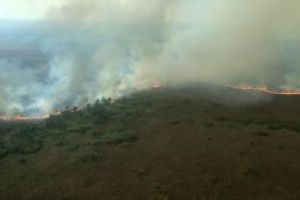 Regenerarea padurii din Amazonia, un proces lent si dificil