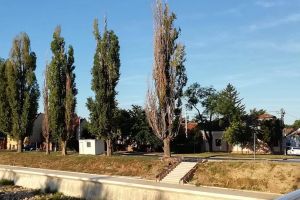 Ne enervează: Un plop uscat de lângă Podul Centenarului, nebăgat în seamă de autorităţi