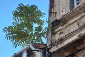 Aradul, „oraş verde”. În urbea noastră copacii cresc PE CLĂDIRI (FOTO)