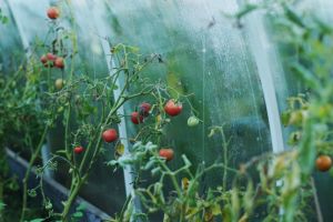 Eveniment internaţional la Timişoara pentru sprijinirea inovaţiilor în industria alimentară