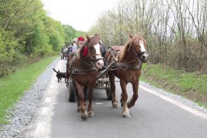 Căruţaş cu material lemnos ilicit identificat de poliţişti pe raza comunei Cârţa