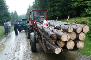 Remorcă plină cu lemne furate depistată la Gura Râului – Hoţul s-a ales cu dosar penal