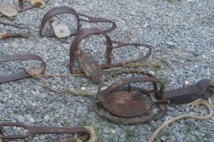 Braconier din Bihor, prins de poliţişti în timp ce vâna cu capcane căpriori pe un fond de vânătoare din Belfir