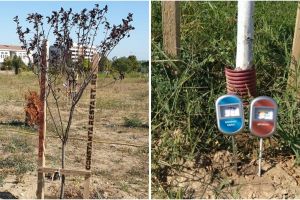 Copacii plantati in Ovidius Park din Constanta au nevoie de apa! Da si tu o mana de ajutor! (galerie foto)