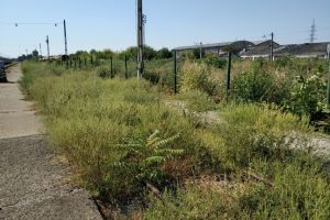 Ambrozie în Gara de Nord. Amenda pentru CFR ar putea ajunge la 20.000 de lei, dar cine o aplică?