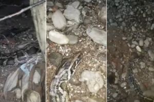Incursiunea unor tineri în „Amazonul” din Sebeş. Un şarpe imens, găsit mort în zona parcului Arin