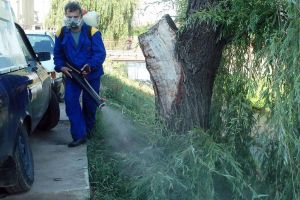 Atac la ţânţari. Joi începe cea de-a şaptea etapă de dezinsecţie în Oradea