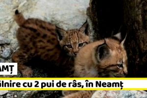 NEAMȚ: Întâlnire inedită, cu doi pui de râs, în pădurile din Neamţ (VIDEO)