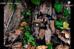 Trupa arădeană Corso, la primul videoclip: SECRET (VIDEO)
