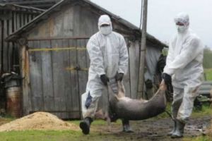 Teleorman: 291 de focare de pestă porcină africană active în gospodăriile populaţiei şi alte 520 cazuri la mistreţi