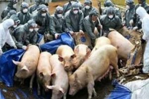 Marii fermieri cer un măcel al porcilor