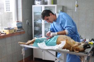 Ultima campanie de sterilizare gratuită de anul acesta