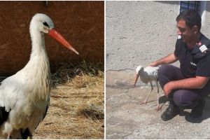 FOTO Pui de barză adus din Slobozia la Cristian – Jandarmii şi pompierii l-au salvat