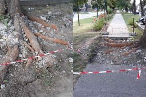 FOTO: Administraţia locală din Alba Iulia efectuează lucrări de deviere a unei alei, pentru protejarea unui copac, în zona Colegiului Economic
