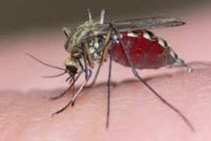 Un bărbat a murit din cauza virusului West Nile