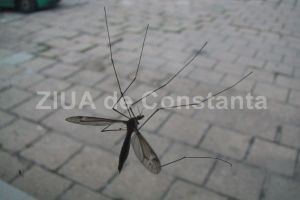 Al treilea deces cauzat de virusul West Nile in Romania. Ce recomanda specialistii
