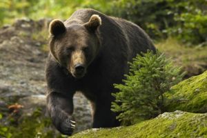 La un pas de moarte în Azuga, după ce un urs l-a atacat chiar în timp ce dormea într-un cort. Turistul canadian a scăpat cu doar câteva zgârieturi - FOTO
