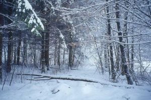 „Ninge în toată ţara”
