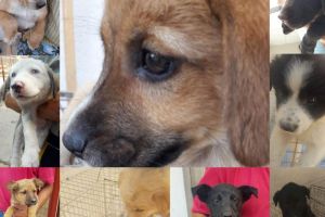 Sute de caini, adoptati in Constanta 