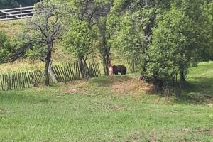 FOTO / VIDEO. Un urs prins într-o capcană improvizată, salvat de o echipă de rangeri, jandarmi montani şi veterinari