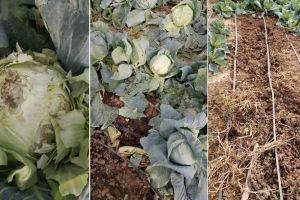 FOTO/VIDEO| ȘTIREA TA: Mistreţii atacă la Miceşti, lângă Alba Iulia. Solarii cu culturi de varză distruse de sălbăticiuni