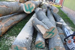 Lemn de foc din Dealul Târgului, dat unor firme fiindcă sătenii din Dumitra nu l-ar fi cerut