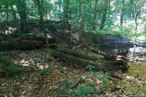 Paradisul virgin din nordul extrem al României. Misterele pădurii din judeţul Botoşani care nu are cărări sau drumuri