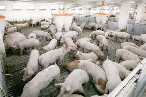 Fermă de scroafe de 375 de capete, în pregătire într-o comună mureşeană