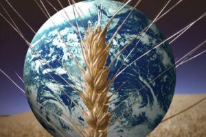 Se apropie criza globală de mâncare – Schimbări climatice majore