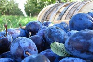 Mureş: Recolta de prune bistriţene, afectată de un virus