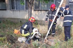 Căţel salvat de pompieri după ce a căzut într-o gură de canal descoperită, vizavi de Spitalul Judeţean