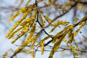 ANM: Vreme călduroasă cu precipitaţii reduse, în prima lună de toamnă; recordul de temperatură în septembrie – 43,5 grade Celsius