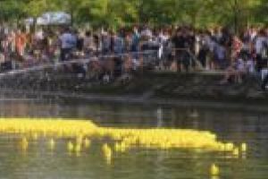 FOTO. Mii de răţuşte s-au întrecut duminică seara pe Bega! Cine a ocupat podiumul?
