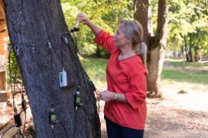 Baia Mare are, in sfarsit, tomograf de arbori (FOTO)