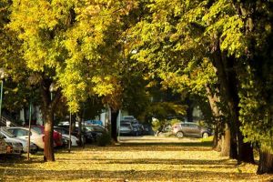 Robu: A crescut numărul de copaci şi nu vă dezvălui ce va urma. Un raport îl contrazice