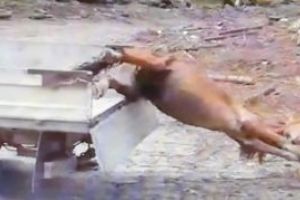 MACABRU – IMAGINI CARE VA POT AFECTA EMOTIONAL: Cal viu tarat dupa un tractor, pentru a fi dat hrana ursilor (VIDEO)