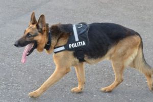 Tânără luată cu fulgi de tot şi violată! Agresorul, căutat cu câinii