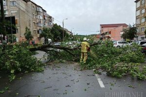 Vremea rea face pagube în Oradea: Copac căzut peste o casă, alţi arbori au distrus maşini