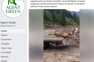 Anchete după apariţia unor imagini cu un cal viu, torturat şi dus în pădure ca să atragă sălbăticiuni