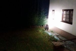 Intervenţie pentru îndepărtarea unei ursoaice cu pui din zona localităţii Delniţa