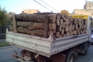 Bărbat din comuna Arieşeni, prins cu material lemnos peste limita legală. Datele din avizul de însoţire nu corespundeau cu ceea ce transporta şoferul