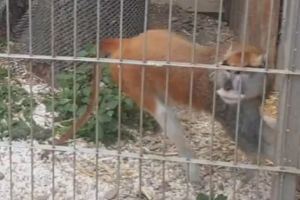 Maimuţoiul Capatos face senzaţie la Zoo Piteşti!