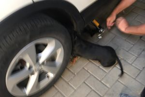 FOTO! Misiune inedită pentru pompieri. Au intervenit pentru salvarea unui căţel blocat intre roata si caroseria unui autoturism